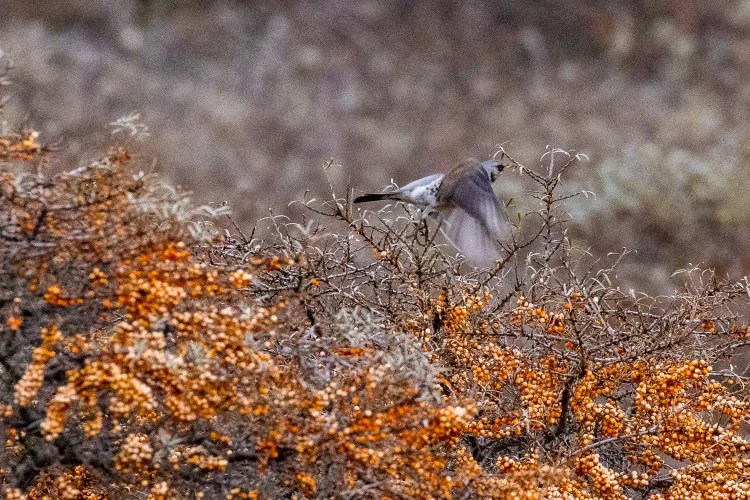 Eagle soaring with wings spread