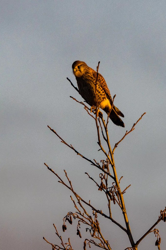 Black bird in flight, "Wild Scot" text. Scottish Wildlife Photos.