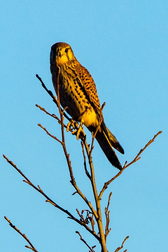 Kestrel perched on a bare branch against a blue sky.