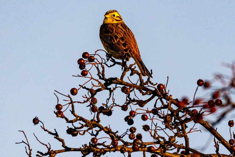 Yellowhammer perched on a berry-laden branch, a highlight of Christmas birding.
