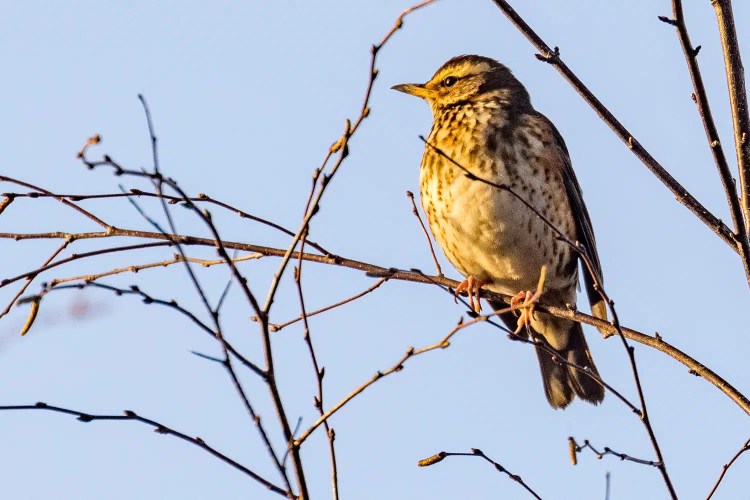 Song Thrush perched on a bare branch against a blue sky. Christmas birding image.