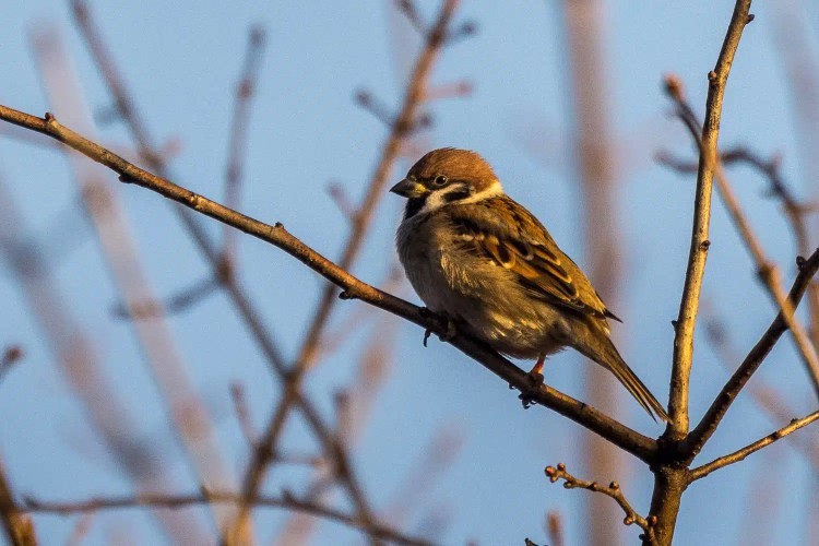 Eurasian tree sparrow perched on a bare branch against a blue sky.