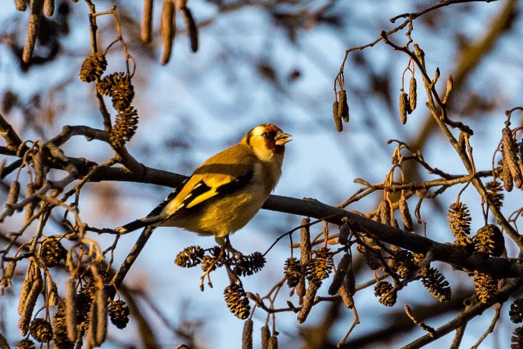 European goldfinch perched on a branch with cones.