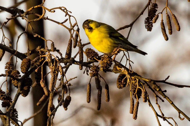Yellow bird perched on a branch with cones. Winter birding scene.