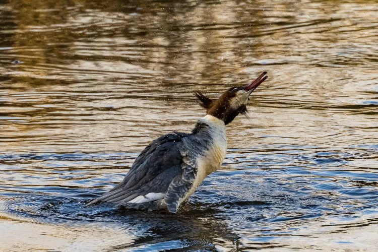 Female Common Merganser splashing in water.