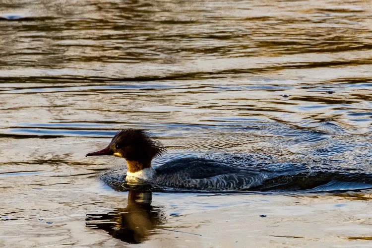 Female Common Merganser duck swimming in water, reflecting on the surface
