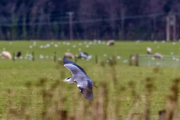 Grey heron flying over a green field with sheep in the background. Birding in the countryside.