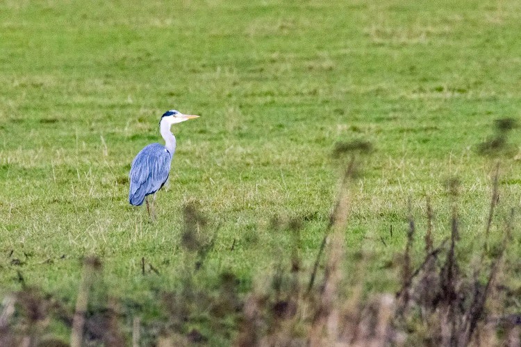 Grey heron standing in a green field. Birdwatching scene.