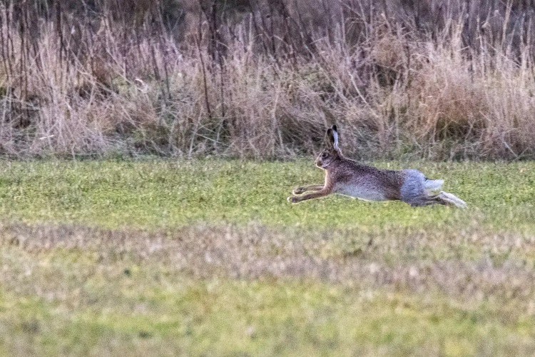 Hare running across a grassy field.