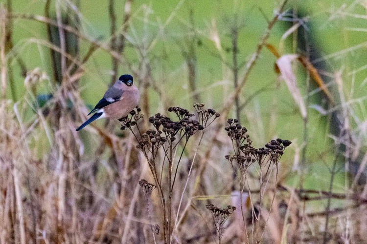 Female bullfinch perched on dried flower heads. Winter birding scene.