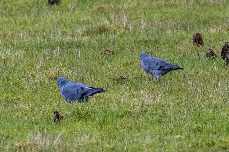 Two wood pigeons foraging in a green field.