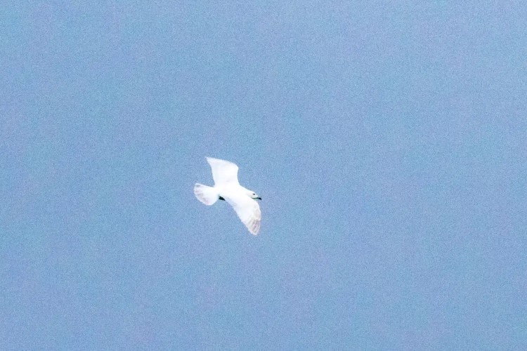 Snowy white bird flying in a blue sky, possibly a Snow Goose.