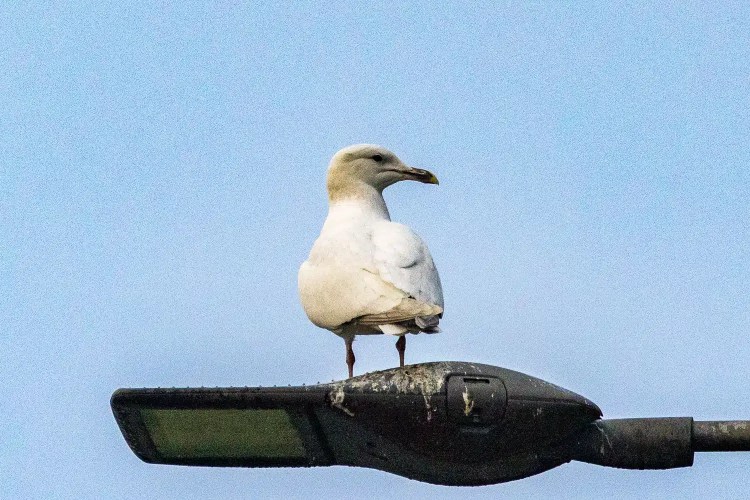 Immature gull perched on a street light.