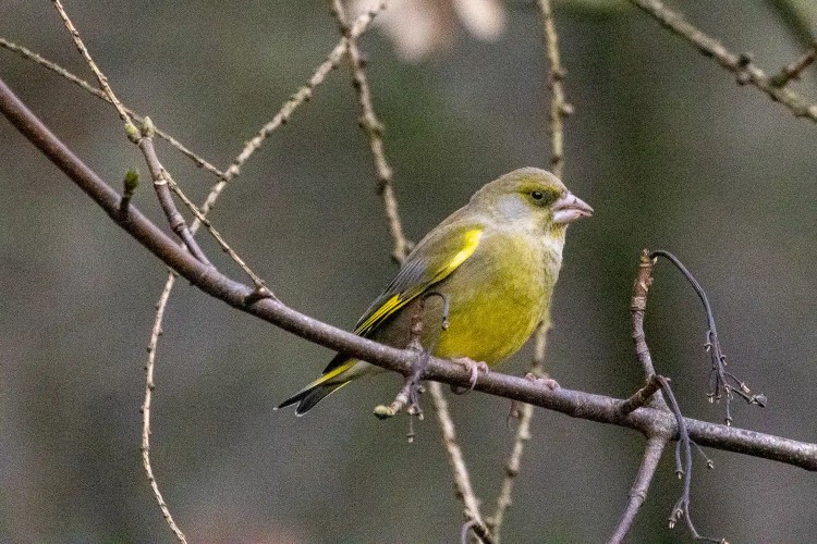 Greenfinch perched on a branch. Birdwatching image for Christmas birding blog.