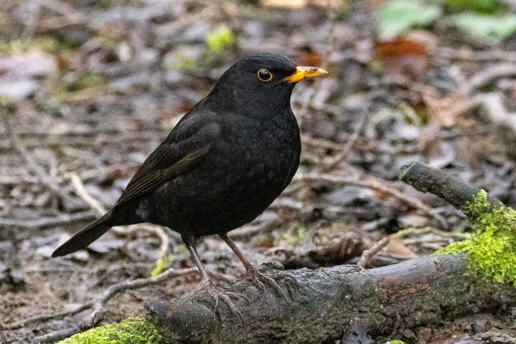 Male blackbird perched on a mossy branch, with a bright yellow beak.