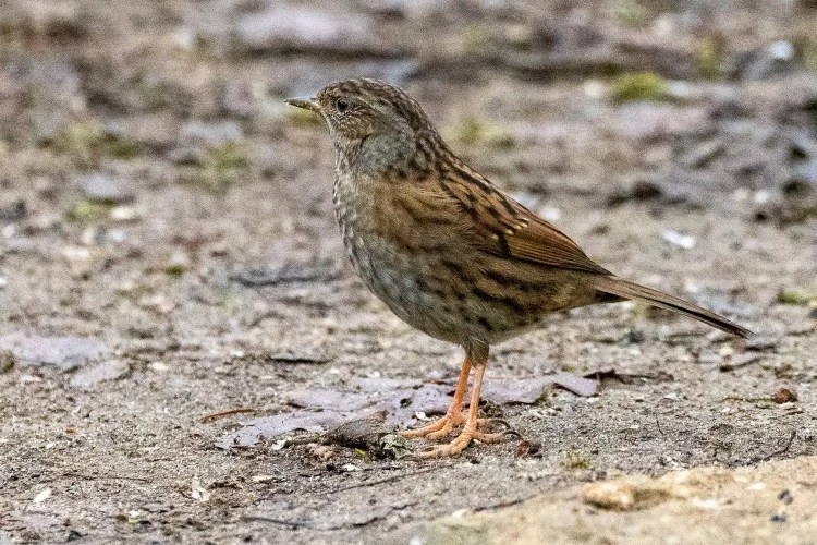 Dunnock bird standing on the ground, brown and grey plumage, small songbird.