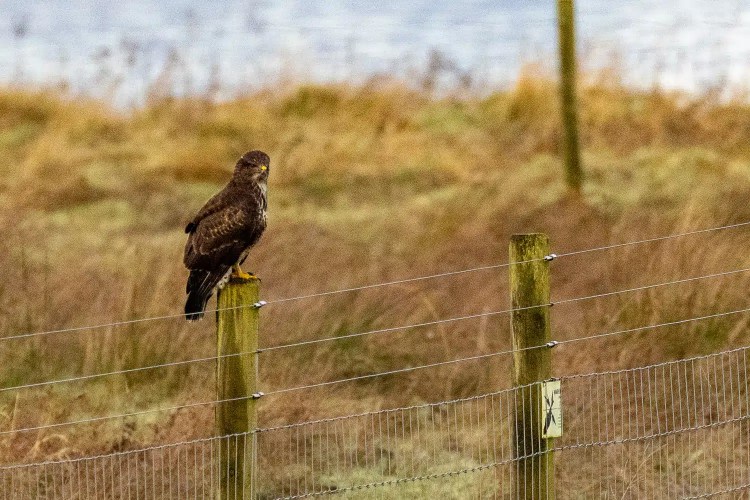 Buzzard perched on a fence post, looking towards the viewer, in a rural, winter landscape.