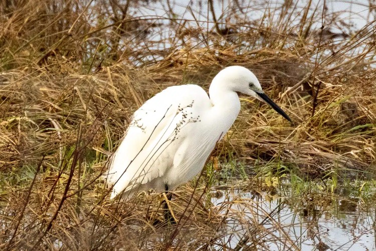 Little Egret wading in marsh grass.