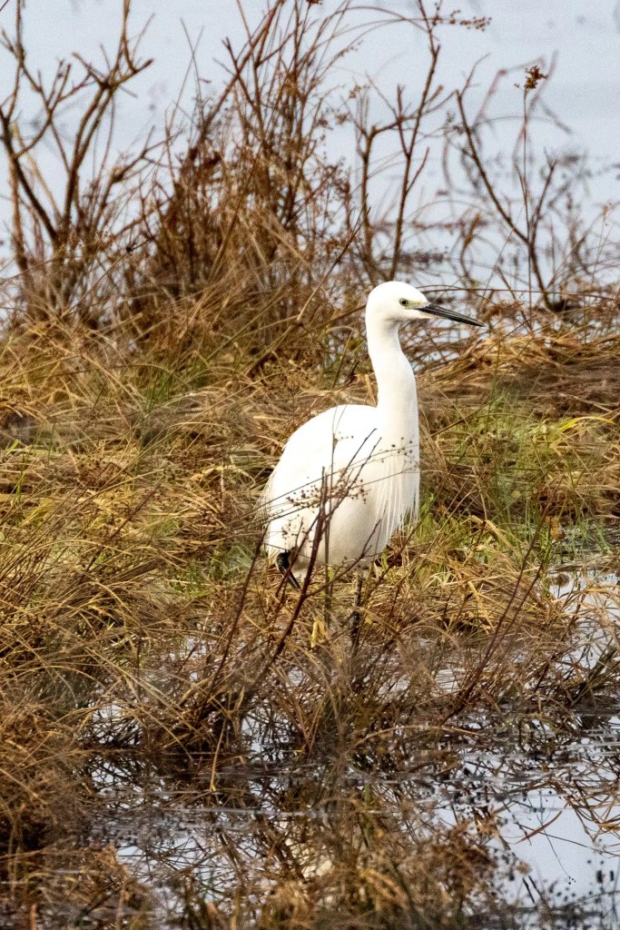 Little Egret wading through marshland grasses near water.