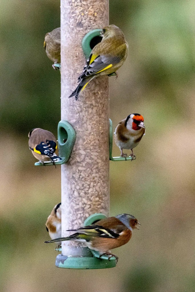 Goldfinches and a Chaffinch feeding at a bird feeder.