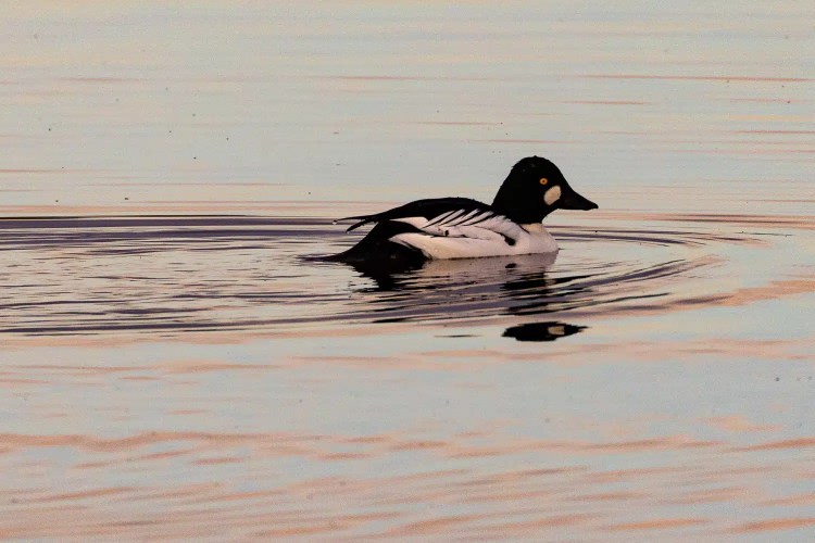 Goldeneye duck swimming on calm water, distinctive yellow eye visible.