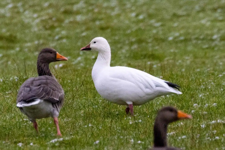 Snow Goose among gray geese in a grassy field, relevant to Christmas birding content.