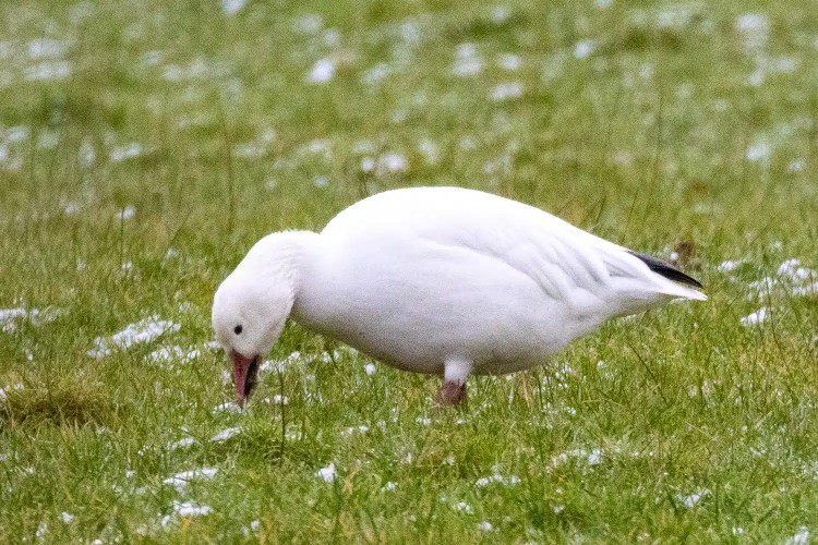 Snow Goose feeding in grassy field with patches of snow, related to Christmas birding.