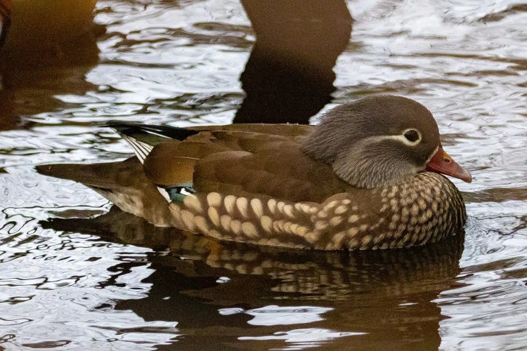 Female Mandarin duck swimming in water.