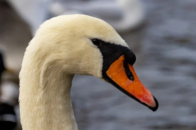 Mute swan headshot showing orange beak with black base.