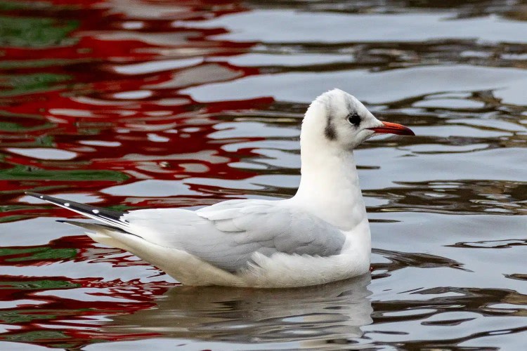 Black-headed gull swimming in water with reflections; Christmas birding content.