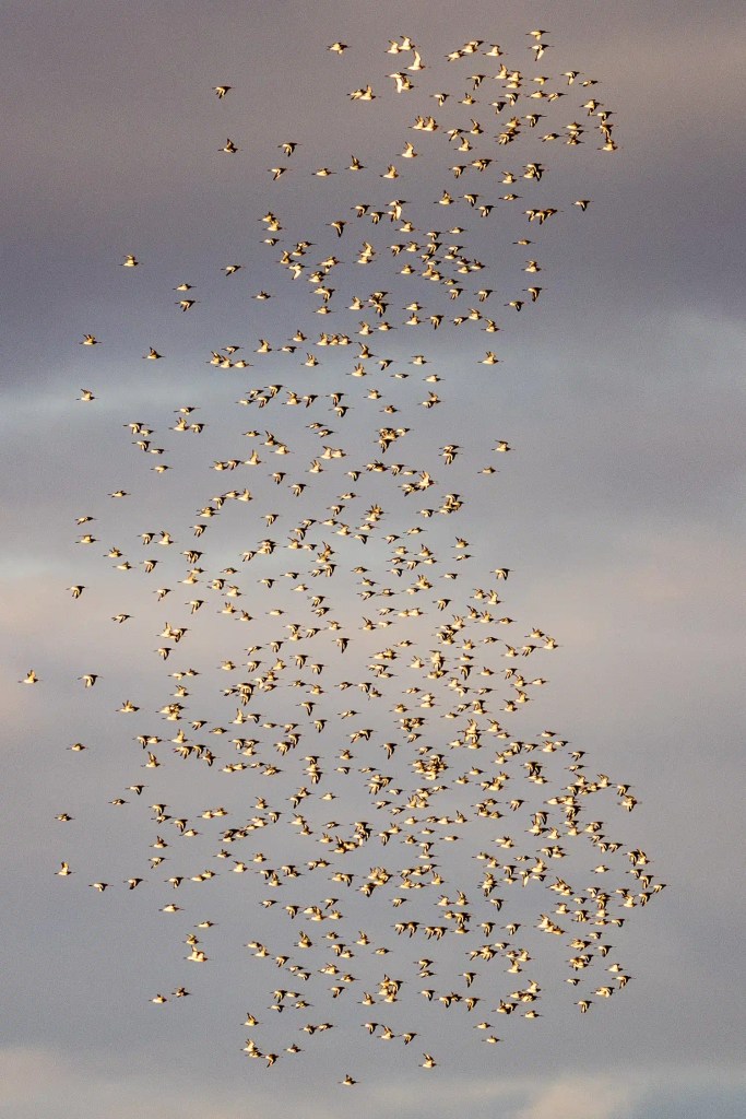 Flock of birds flying in formation against a cloudy sky, relevant to Christmas birding.
