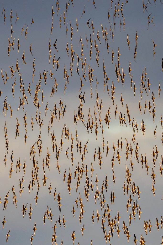 Large flock of birds flying in formation against a cloudy sky.