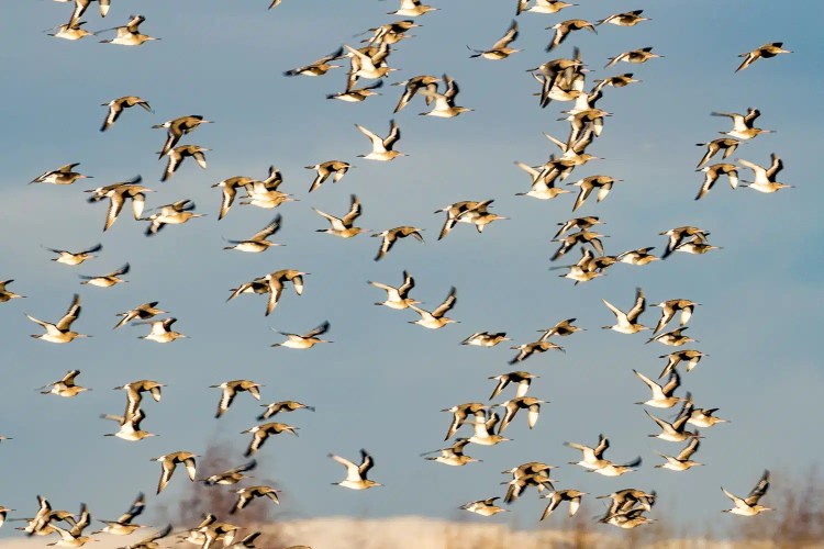 Flock of birds flying against a blue sky; possible Snow Geese during Christmas birding.