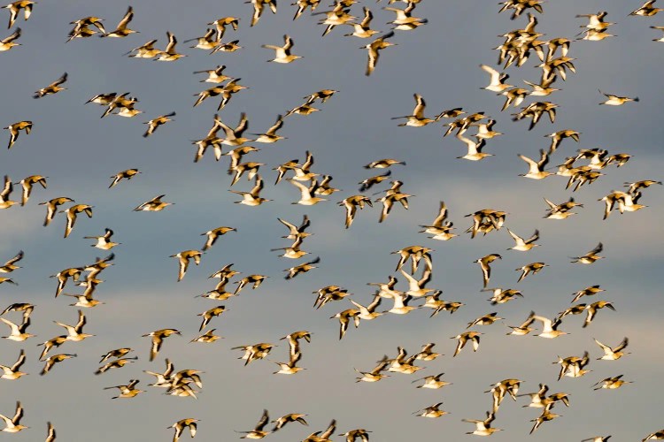 Flock of golden plovers flying in formation against a blue and grey sky