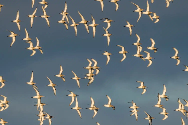 Flock of sandpipers in flight against a blue sky