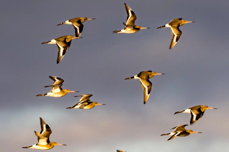 Flock of birds flying in formation against a muted sky, possibly related to Christmas birding.