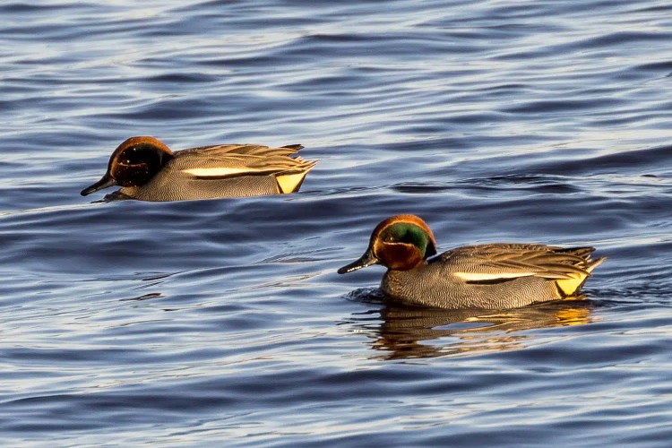 Two Eurasian teal ducks swimming on rippled water.