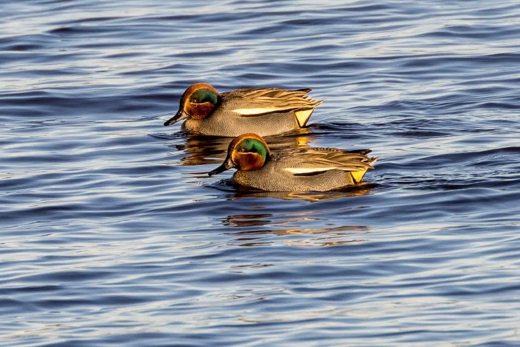 Two male green-winged teal ducks swimming on rippled water.