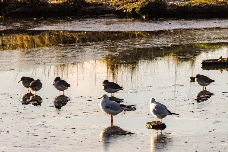 Birds on ice reflecting in water. Winter birding scene.