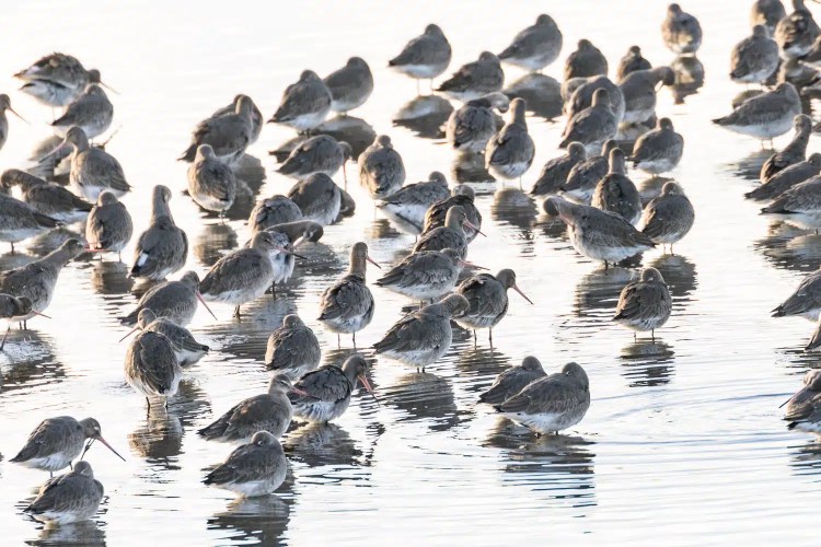 Flock of grey shorebirds with long orange beaks wading in shallow water.
