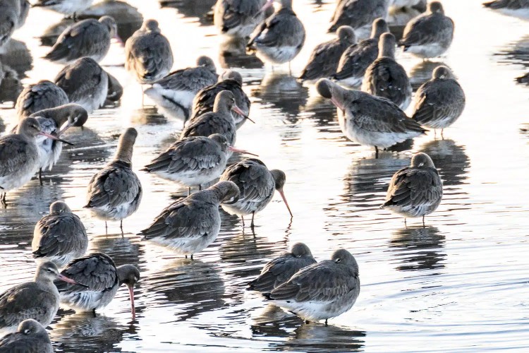 Flock of black-tailed godwits wading in shallow water, some with heads tucked, reflecting in the water.