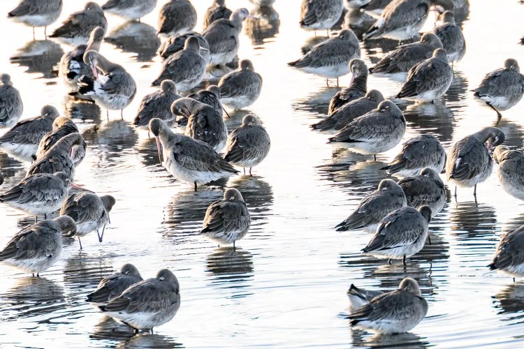 Shorebirds wading in shallow water, possibly related to Christmas birding.
