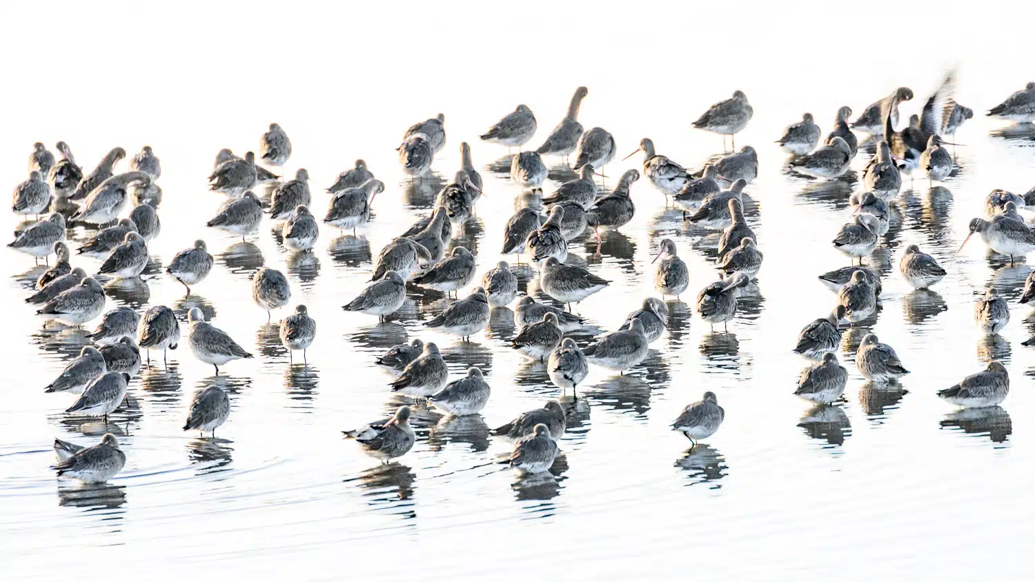 Flock of shorebirds wading in shallow water, some taking flight.