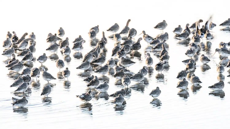 Flock of shorebirds wading in shallow water, some taking flight.