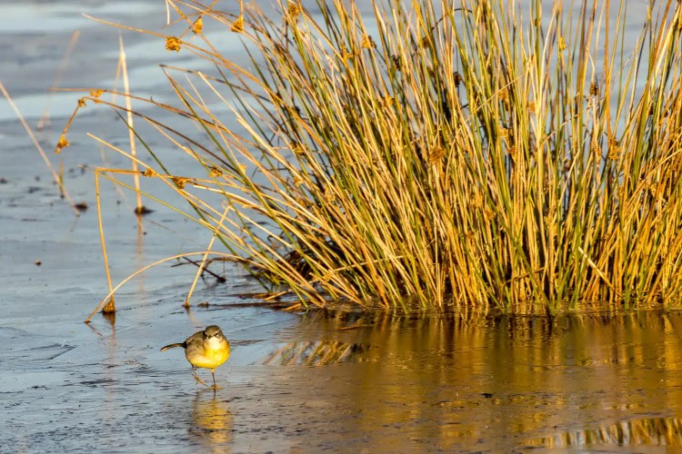 Yellow Wagtail bird foraging near reeds on a frozen winter wetland.