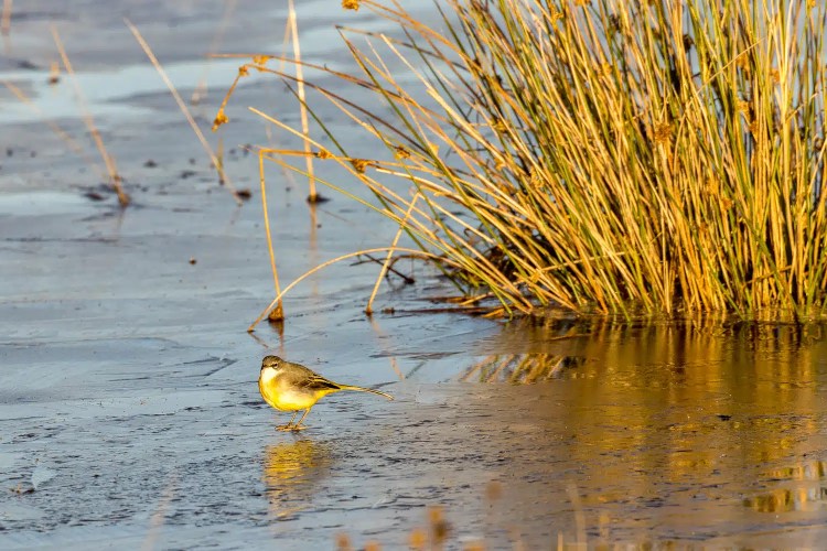 Yellow Wagtail bird standing on a frozen pond near reeds, reflecting golden light.