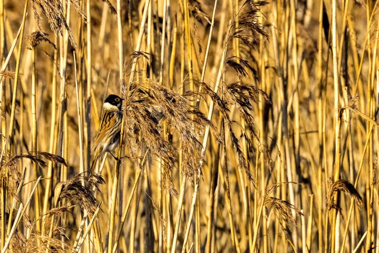 Eurasian penduline tit bird perched on reeds.