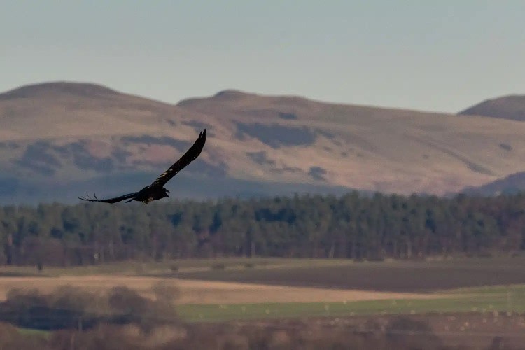 Raven in flight over a rural landscape, possibly during Christmas birding.