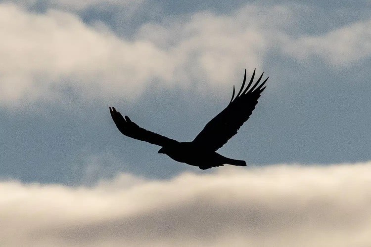 Silhouette of a bird of prey soaring against a cloudy sky, possibly seen during Christmas birding.