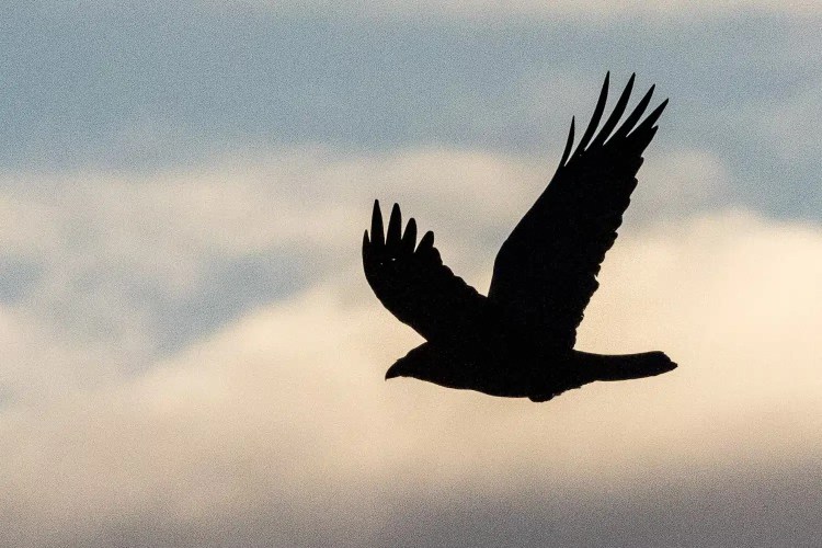 Silhouette of a bird in flight against a cloudy sky.